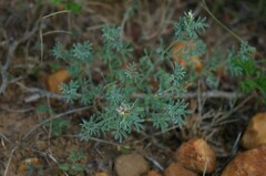 Dalea frutescens