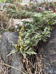 Ambrosia chamissonis