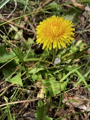 Taraxacum erythrospermum