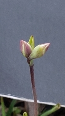 Thelymitra antennifera