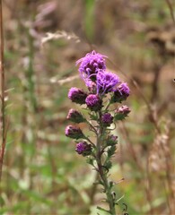 Liatris novae-angliae