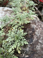 Ambrosia chamissonis