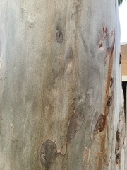 Eucalypteae