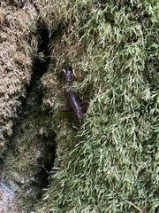 Dicamptodon tenebrosus