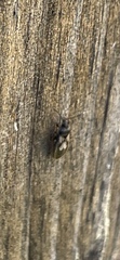 Lygaeoidea