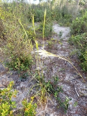 Andropogon floridanus