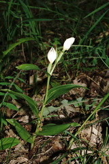 Cephalanthera damasonium