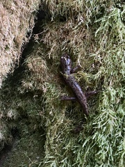 Dicamptodon tenebrosus