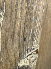 Lygaeoidea