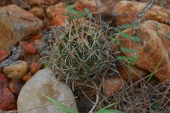Ancistrocactus scheeri