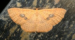 Epicyme rubropunctaria