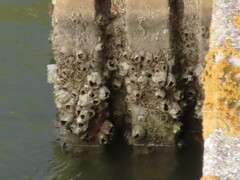 Amphibalanus amphitrite