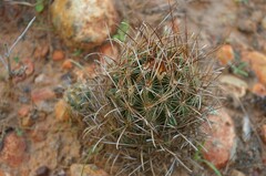 Ancistrocactus scheeri