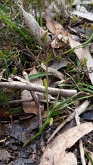 Thelymitra antennifera