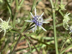 Eryngium integrifolium