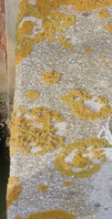 Xanthoria