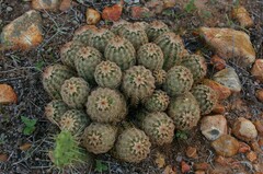 Echinocereus reichenbachii caespitosus
