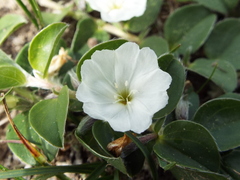Evolvulus prostratus