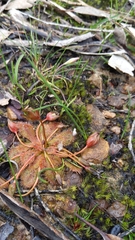 Thelymitra antennifera