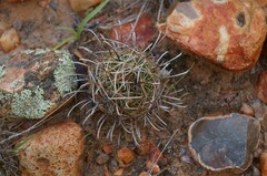 Ancistrocactus scheeri