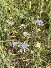 Eryngium integrifolium