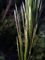 Andropogon floridanus