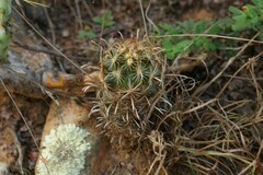 Ancistrocactus scheeri