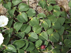 Evolvulus prostratus