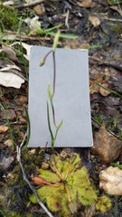 Thelymitra antennifera