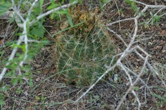 Hamatocactus setispinus