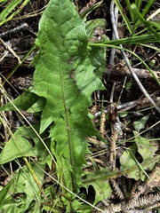 Taraxacum erythrospermum