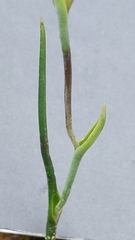 Thelymitra antennifera