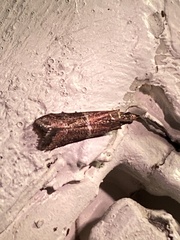 Moodna ostrinella