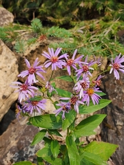 Eurybia