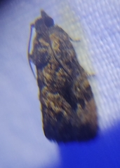 Gymnandrosoma punctidiscanum