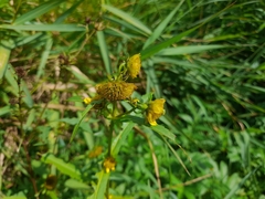Bidens cernua