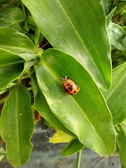 Coccinellidae