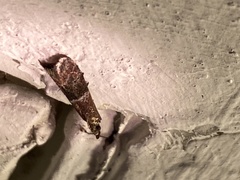 Moodna ostrinella