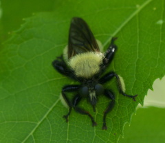 Laphria macquarti