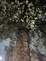 Platanus
