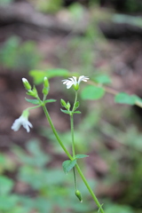 Stellaria cuspidata