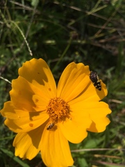 Acmaeodera pulchella