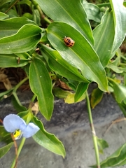 Coccinellidae