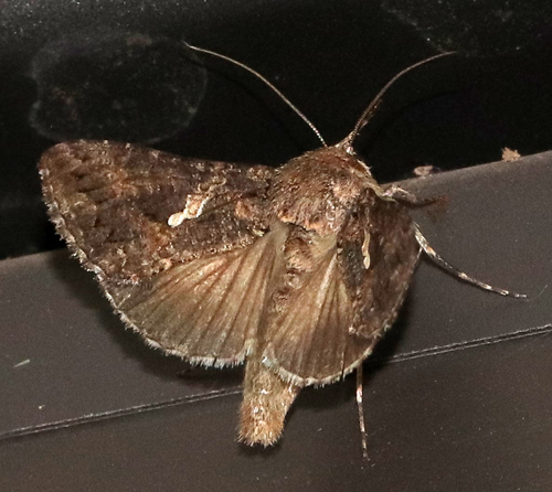 Cabbage Looper Moth photo 5