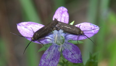 Scythris