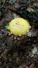 Amanita