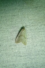 Hypenodes fractilinea