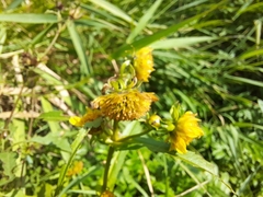 Bidens cernua