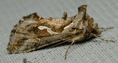 Chrysodeixis