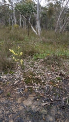 Thelymitra antennifera